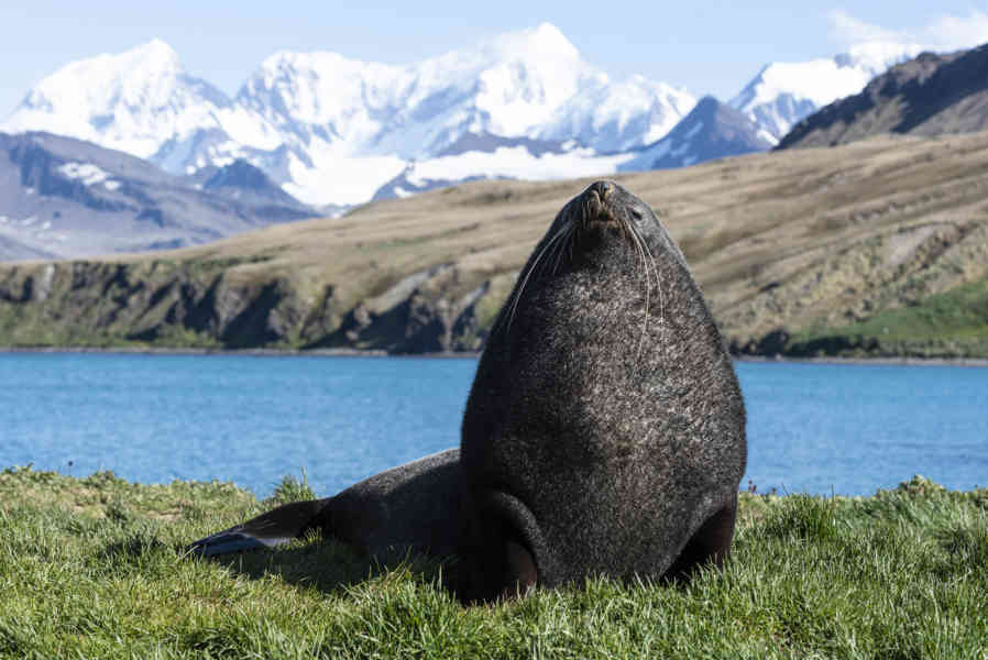 León Marino - islas Georgias del Sur 01.jpg